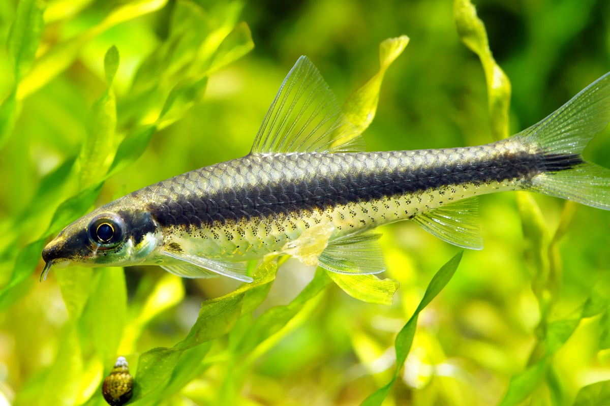 YASAM - Algae Eater Siamese Live Fish (Preorder Only)