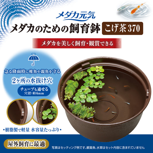 GEX - Medaka Rice Fish, Killifish Plastic Bowl 37cm Black Brown